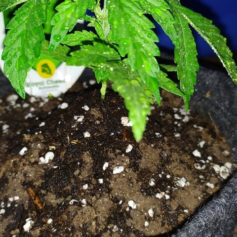 Royal Gorilla automatic growlog timeline photo