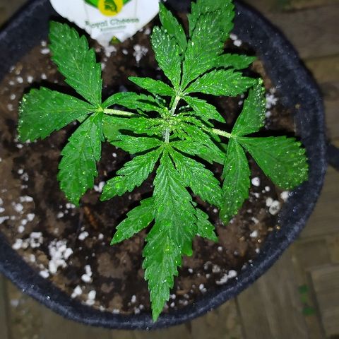 Royal Gorilla automatic growlog timeline photo