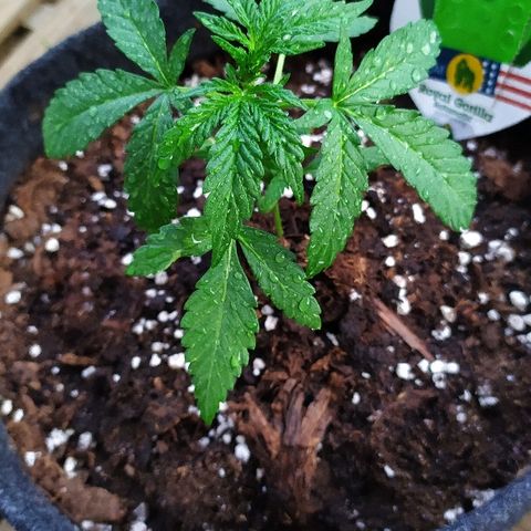 Royal Gorilla automatic growlog timeline photo