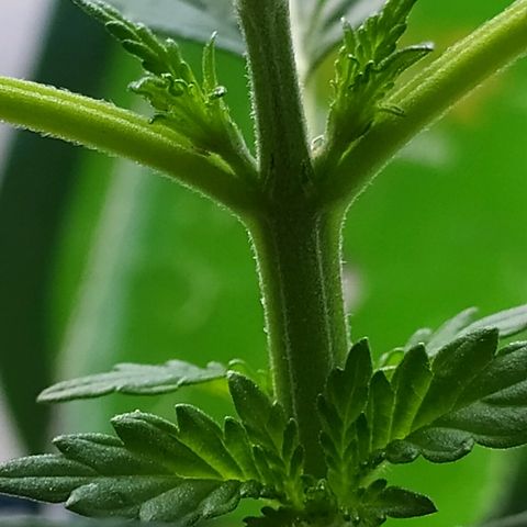 Royal Gorilla automatic growlog timeline photo