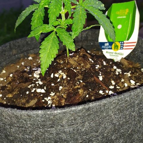 Royal Gorilla automatic growlog timeline photo