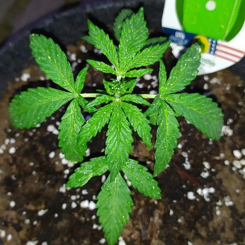 Royal Gorilla automatic growlog timeline photo