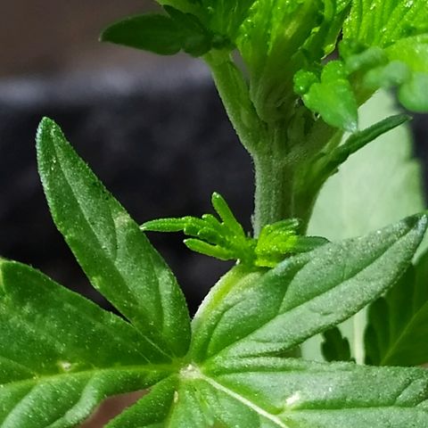 Royal Gorilla automatic growlog timeline photo