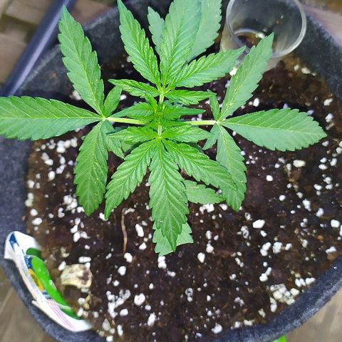 Royal Gorilla automatic growlog timeline photo