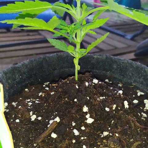 Royal Gorilla automatic growlog timeline photo