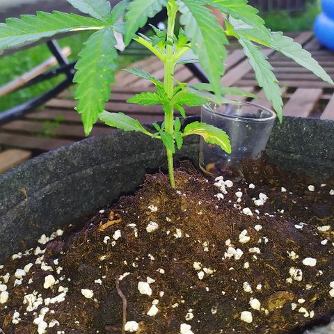 Royal Gorilla automatic growlog timeline photo