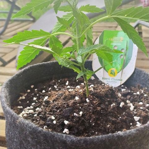 Royal Gorilla automatic growlog timeline photo
