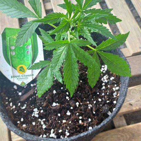 Royal Gorilla automatic growlog timeline photo
