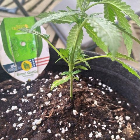 Royal Gorilla automatic growlog timeline photo
