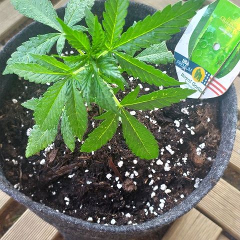 Royal Gorilla automatic growlog timeline photo