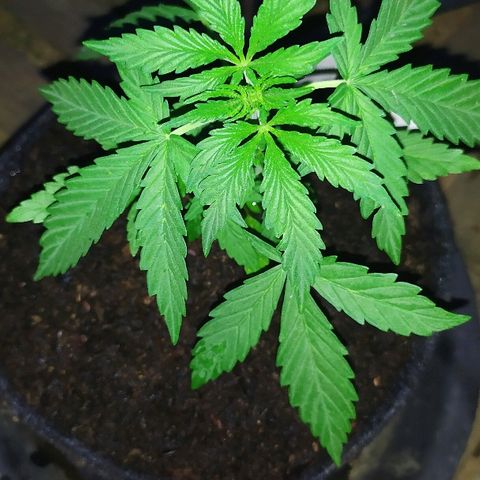 Royal Gorilla automatic growlog timeline photo