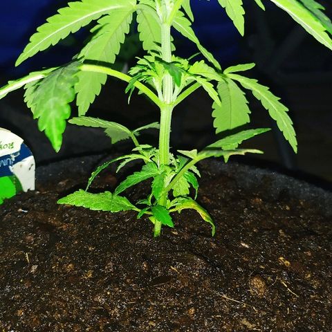 Royal Gorilla automatic growlog timeline photo