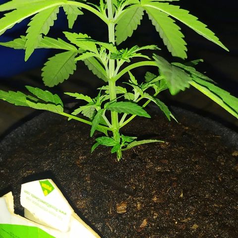 Royal Gorilla automatic growlog timeline photo