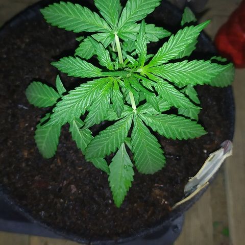 Royal Gorilla automatic growlog timeline photo