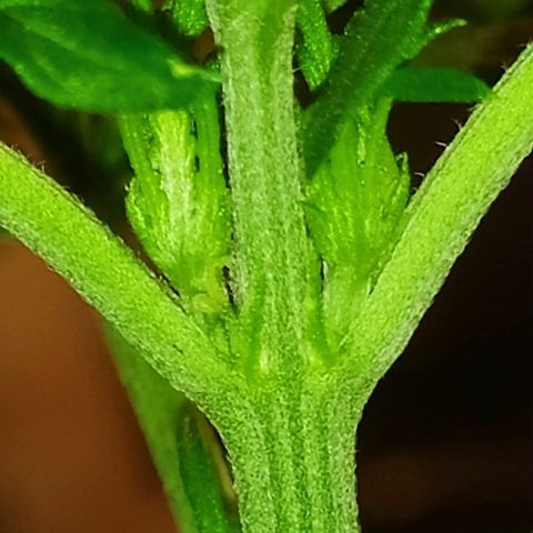 Royal Gorilla automatic growlog timeline photo
