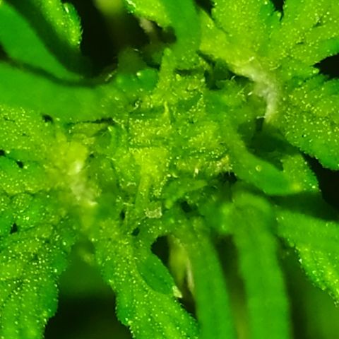 Royal Gorilla automatic growlog timeline photo