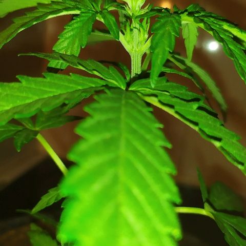 Royal Gorilla automatic growlog timeline photo