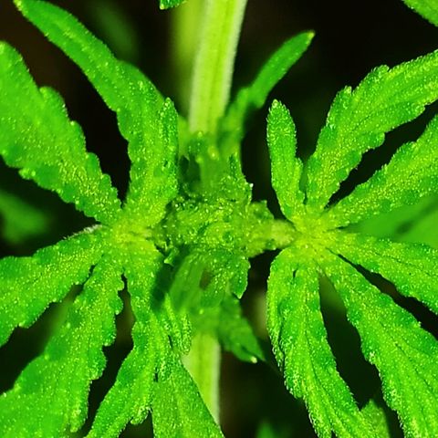 Royal Gorilla automatic growlog timeline photo