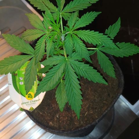 Royal Gorilla automatic growlog timeline photo