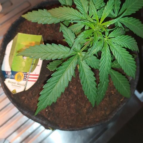 Royal Gorilla automatic growlog timeline photo