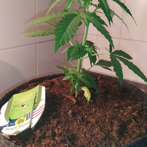 Royal Gorilla automatic growlog timeline photo