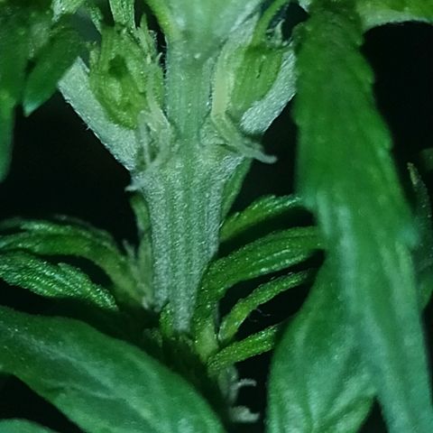 Royal Gorilla automatic growlog timeline photo