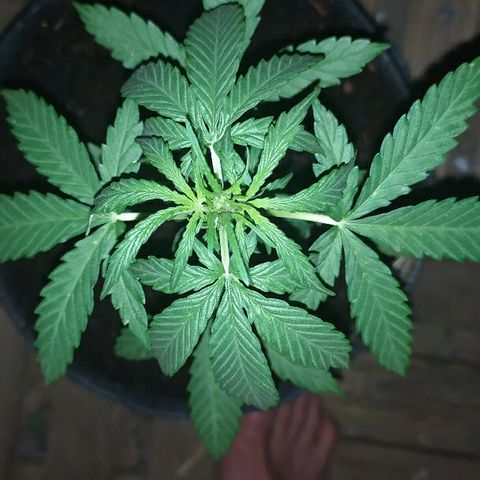 Royal Gorilla automatic growlog timeline photo