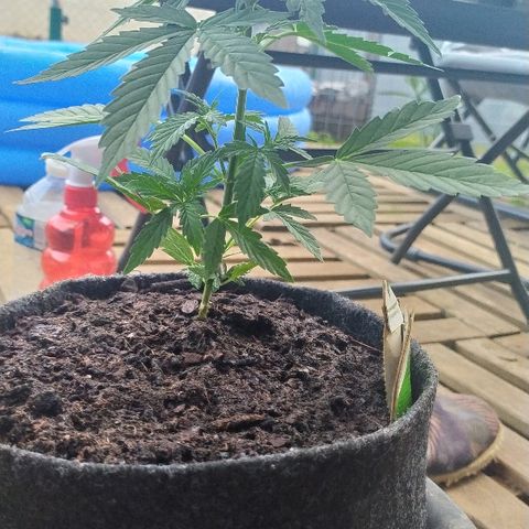 Royal Gorilla automatic growlog timeline photo