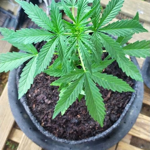 Royal Gorilla automatic growlog timeline photo