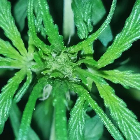 Royal Gorilla automatic growlog timeline photo
