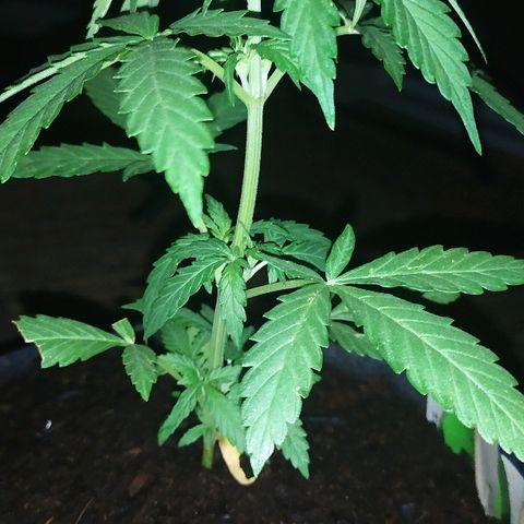 Royal Gorilla automatic growlog timeline photo