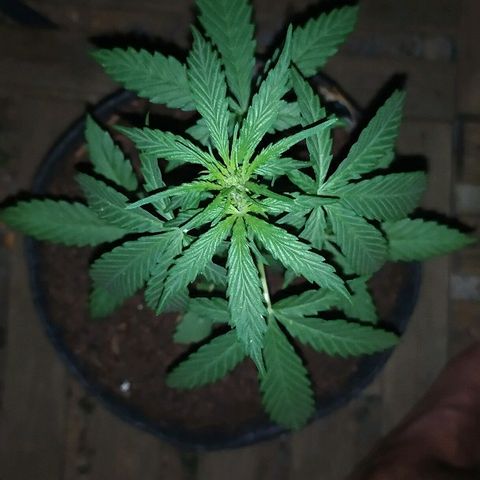 Royal Gorilla automatic growlog timeline photo