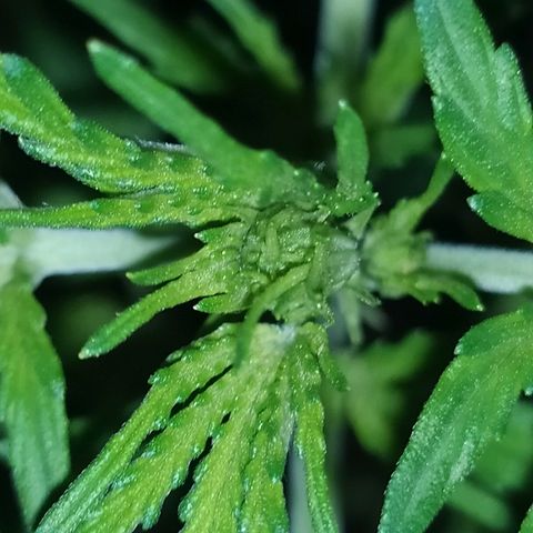 Royal Gorilla automatic growlog timeline photo