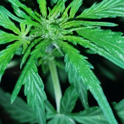 Royal Gorilla automatic growlog timeline photo