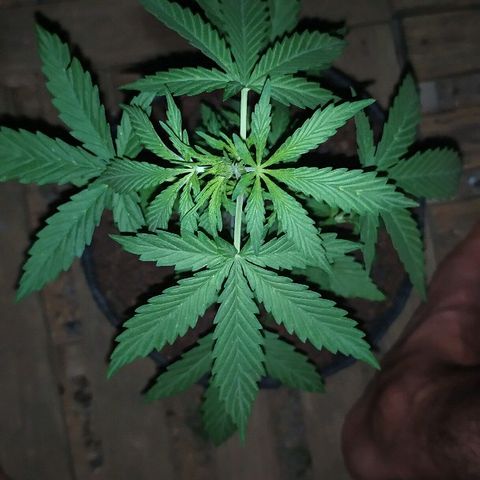 Royal Gorilla automatic growlog timeline photo