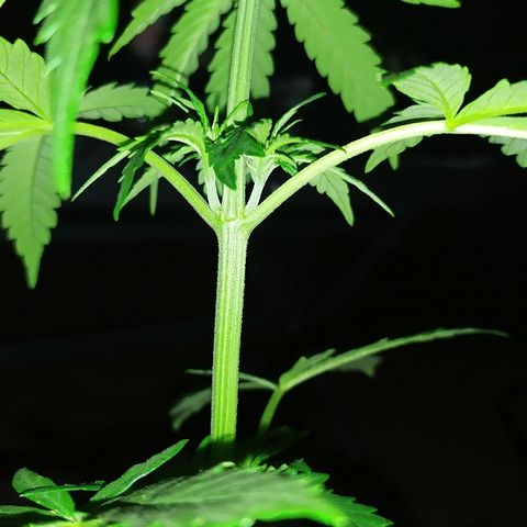 Royal Gorilla automatic growlog timeline photo