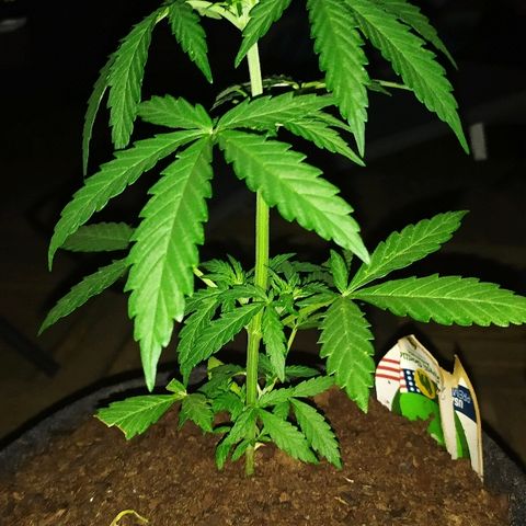 Royal Gorilla automatic growlog timeline photo