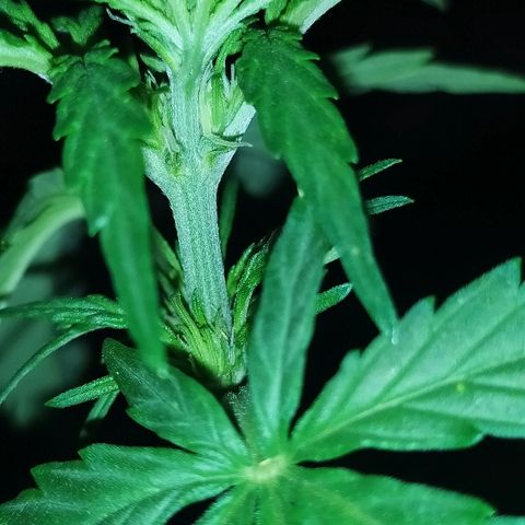 Royal Gorilla automatic growlog timeline photo
