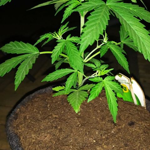 Royal Gorilla automatic growlog timeline photo