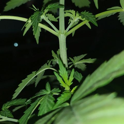 Royal Gorilla automatic growlog timeline photo