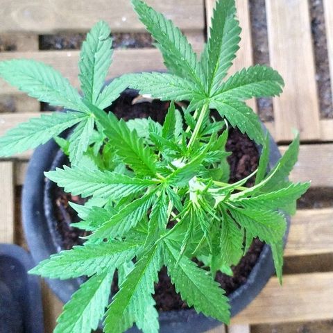 Royal Gorilla automatic growlog timeline photo