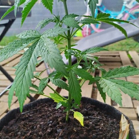 Royal Gorilla automatic growlog timeline photo
