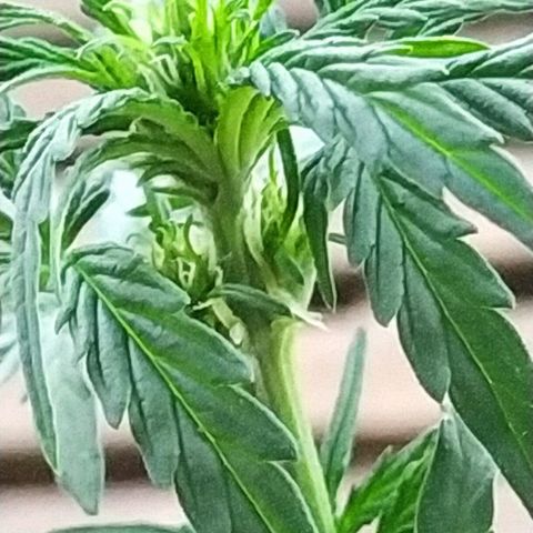 Royal Gorilla automatic growlog timeline photo