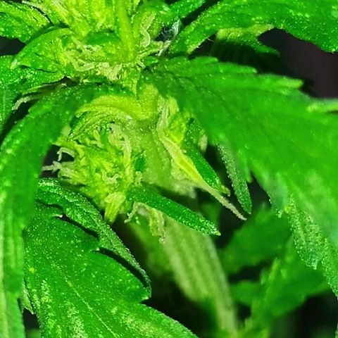 Royal Gorilla automatic growlog timeline photo