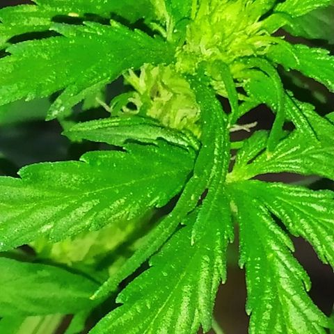 Royal Gorilla automatic growlog timeline photo