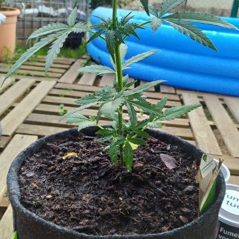 Royal Gorilla automatic growlog timeline photo