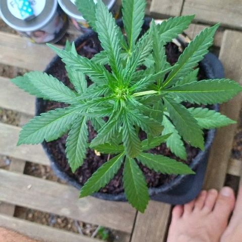 Royal Gorilla automatic growlog timeline photo