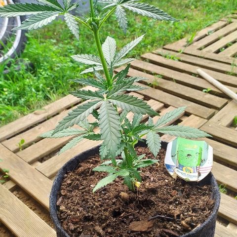 Royal Gorilla automatic growlog timeline photo