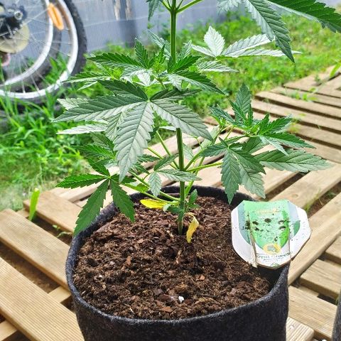 Royal Gorilla automatic growlog timeline photo