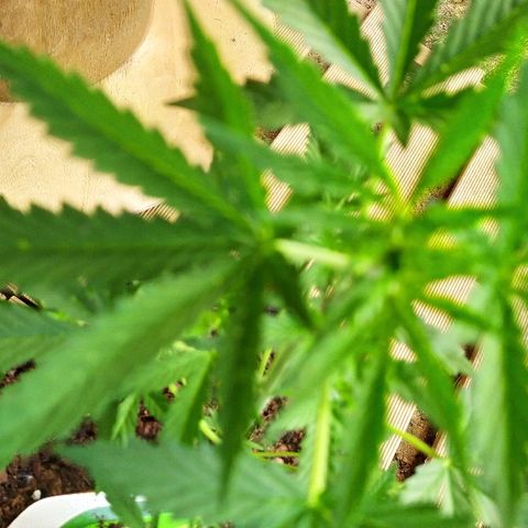 Royal Gorilla automatic growlog timeline photo